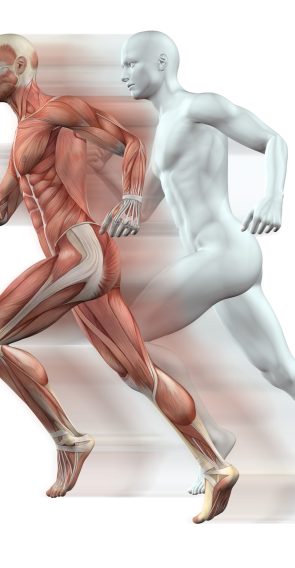 human-muscles